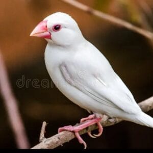 White Java (Single)