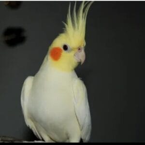 Cream Face Cockatiel (Single)