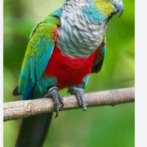Crimson-Bellied Conures (Single)