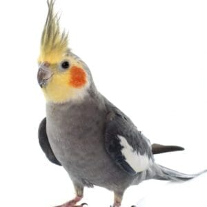 Gray Cockatiel
