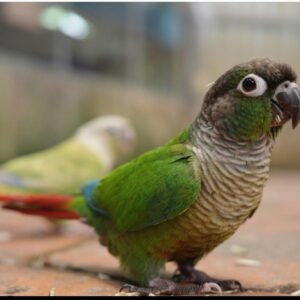 Green Cheek Conures (Single)