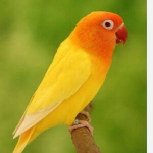 Yellow Fischer Love Bird (Single)