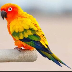 Sun Conure (Single)