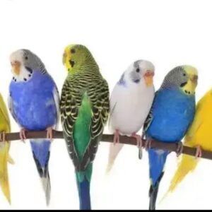 Budgies (Single)