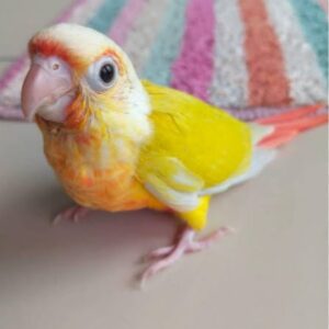 Sun Cheek Conure (Single)