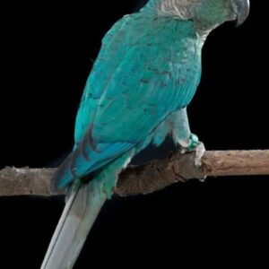 Blue Cheek Conure (Single)