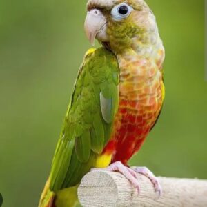 Pineapple Conure (Single)
