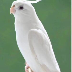 Albino Cockatiel (Single)
