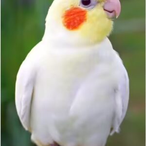 Lutino  Cockatiel (Single)