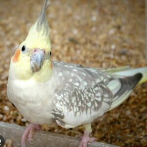 Lutino Pearl Cockatiel (Single)