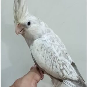 Albino Pearl Cockatiel (Single)