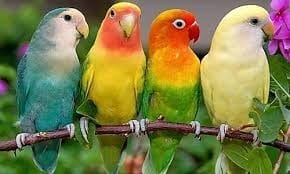 Birds catagery